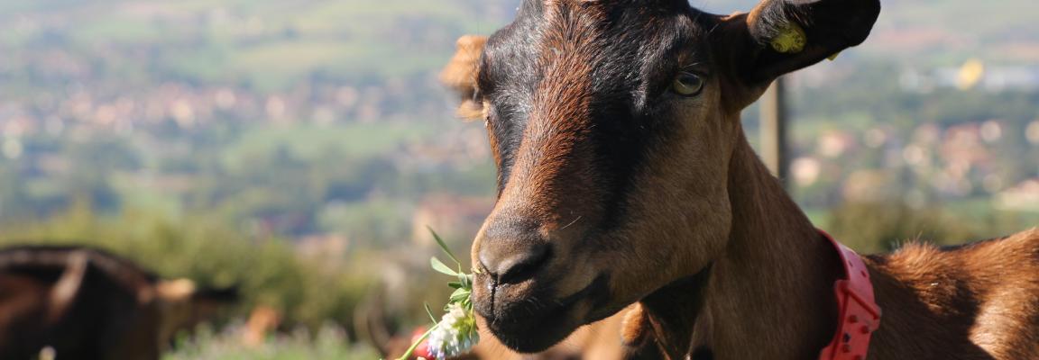 Chevre