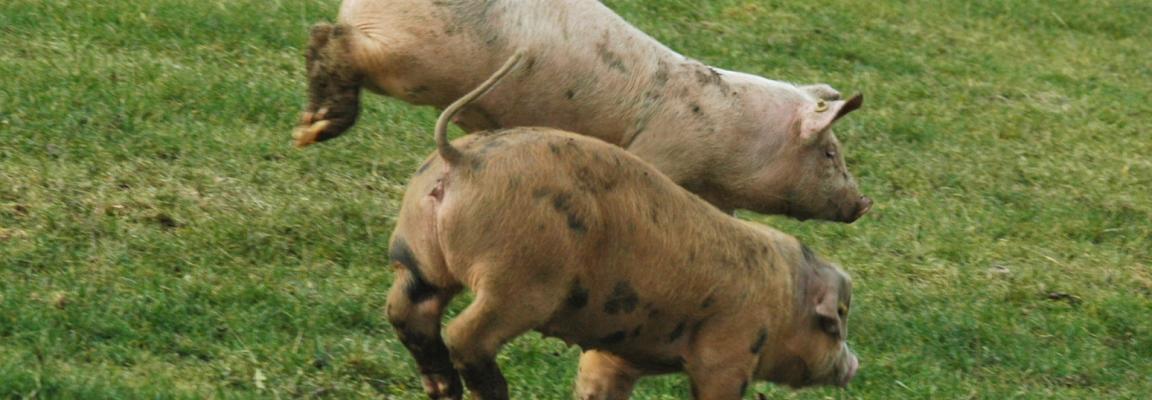 Cochons terre arjoux