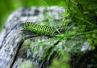 Chenille macchaon noelle dhorne ballade botanique chevinay2